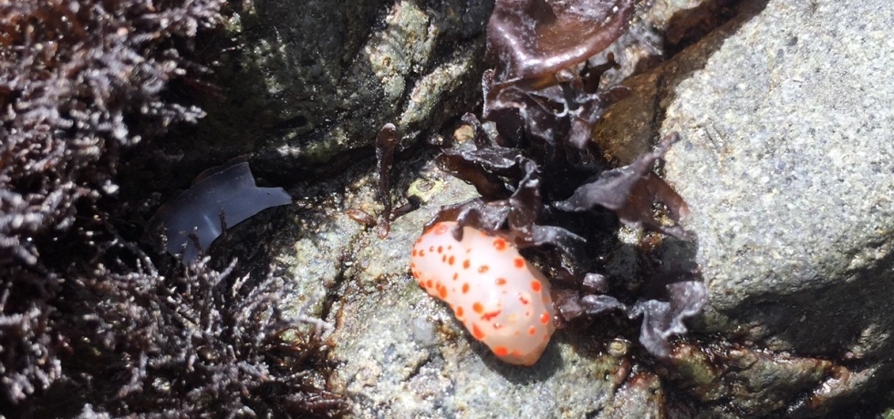 it's a nudibranch! in a northern california tide pool