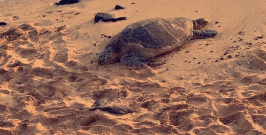 A turtle on the beach in Po'ipu, Kauai!
