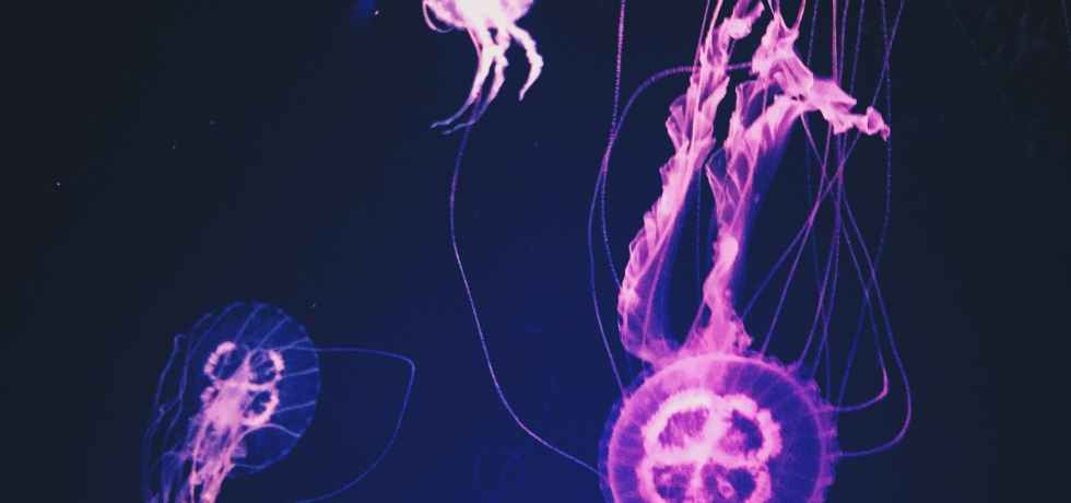 pink glowing jellies (aka jellyfish) showing the beauty and artistry of sea life.